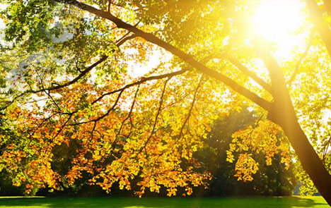 The Elemental Nature of All Things